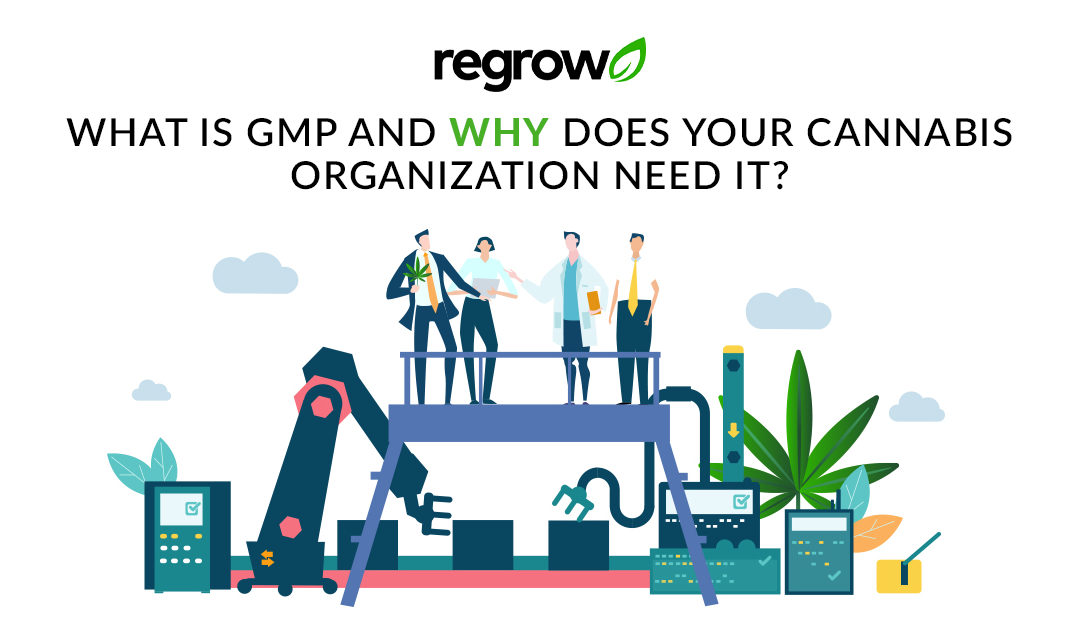 What is GMP and why does your cannabis organization need it?